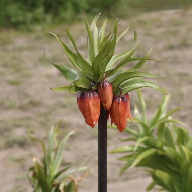 Tek bir portakallı fritillaria lutea maxima çiçeğinin yakın çekimi