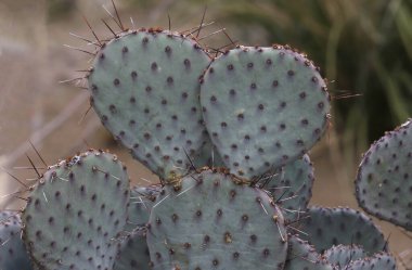 Dikenli Armut Kaktüsü (opuntia makrocentra)
