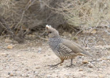 Yere tünemiş bıldırcın (callipepla squamata)