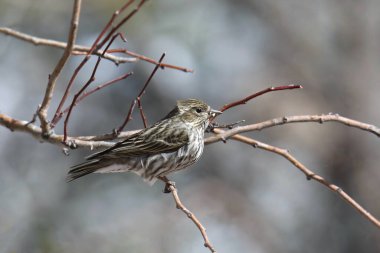 Cassin 'in Finch' i (dişi) (haemorhous cassini) küçük bir dala tünemiştir.