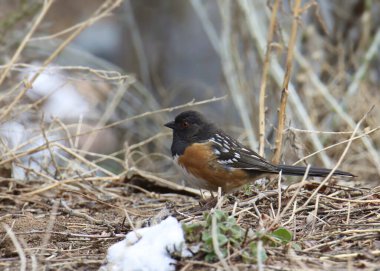 Benekli Towhee (pipilo maculatus) bir kar parçasının yanına tünemişti.