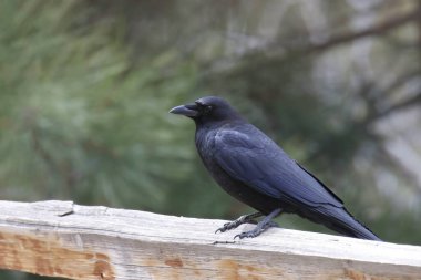 Amerikan Kargası (Corvus brachynchos) ahşap korkuluklara tünedi.