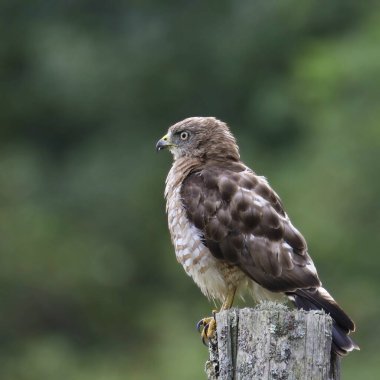 Geniş kanatlı Şahin (buteo platipterus) ahşap bir çitin üzerine tünemiştir.