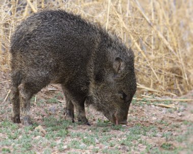 Javelina (juvenile) (tayassu tajacu) seeming to smile as it forages in some grass clipart