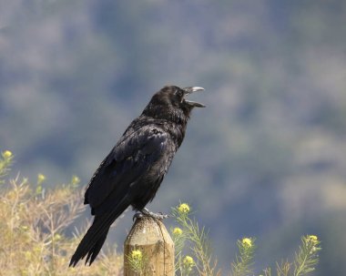 Karga (corvus corax) gagası açık bir tahta direğe tünemiştir.