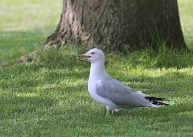 Halka gagalı martı (larus delawarensis) çimenli bir çimenliğe tünemiş.