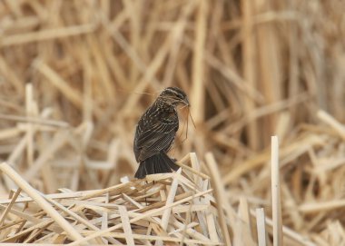 Kırmızı kanatlı Karatavuk (dişi) (Agelaius phoeniceus) gagasında yuva malzemesi parçacıklarıyla