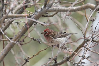 Cassin's Finch (male) (haemorhous cassini) perched in a leafless tree clipart