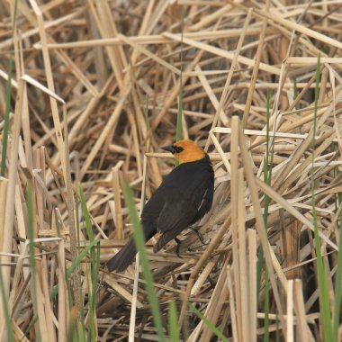 Yellow-headed Blackbird (male) (xanthocephalus xanthocephlus) looking back from it's perched in some dry cattails clipart