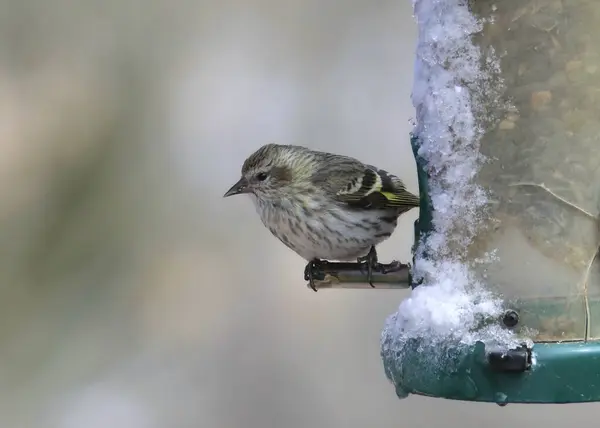 stock image Pine Siskin (spinus pinus) perched on a snowy birdfeeder