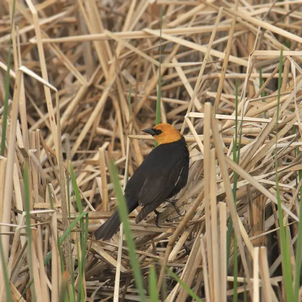 stock image Yellow-headed Blackbird (male) (xanthocephalus xanthocephlus) looking back from it's perched in some dry cattails