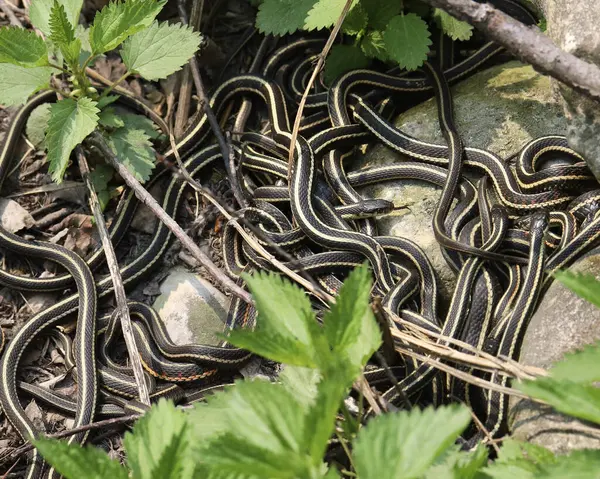 stock image A swarm of red-sided garter snakes (thamnophis sirtalis parietalis) 