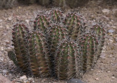 Healthy clump of Hedgehog Cactus (echinocereus) clipart