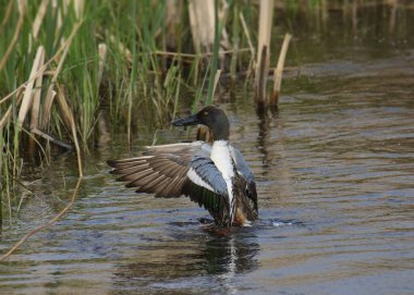 Northern Shoveler (male) (spatula clypeata) with wings extended so that it's blue patch is fully visible clipart