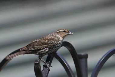 Red-winged Blackbird (female) (agelaius phoeniceus) perched on a bird feeder pole clipart