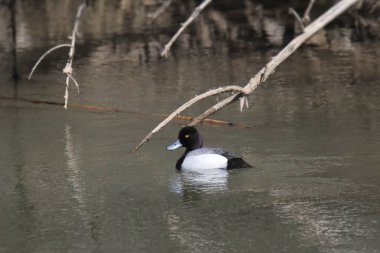 Lesser Scaup (male) (aythya affinis) swimming in river with branches hanging from the banks clipart