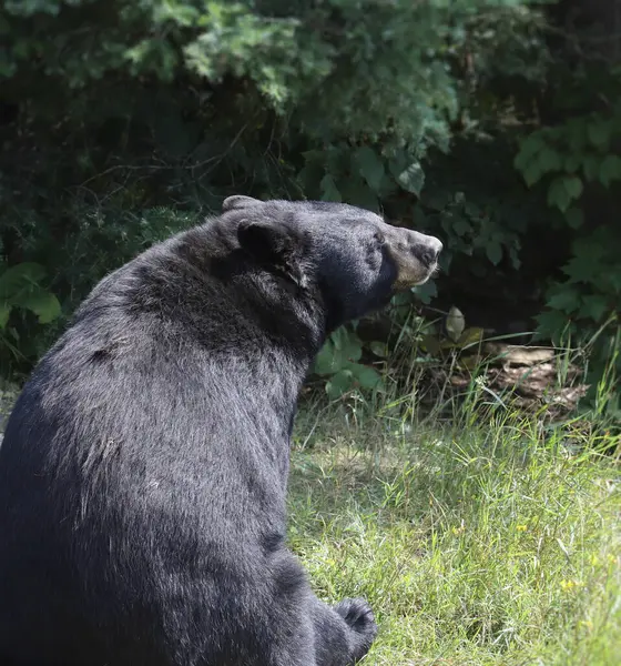 stock image Black Bear (ursus americanus) sitting on the ground with it's back to the camera