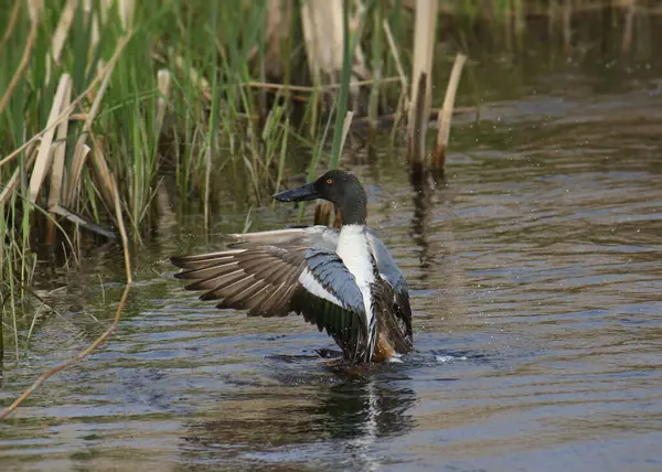 stock image Northern Shoveler (male) (spatula clypeata) with wings extended so that it's blue patch is fully visible