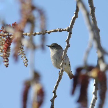 Tennessee Warbler (oreothlypis peregrina) bir dala tünedi
