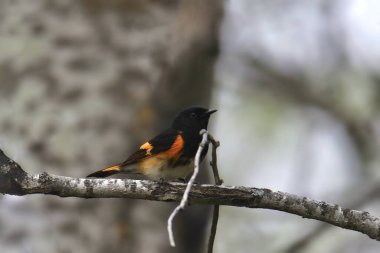 American Redstart (setophaga ruticilla) bir ağaç dalına tünedi