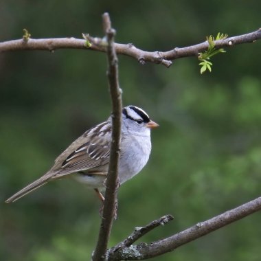 Beyaz taçlı serçe (zonotrichia leucophrys) küçük bir dala tünemiştir.