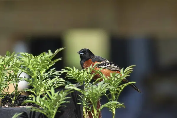 stock image Orchard Oriole (male) (icterus spurius) perched on bird feeder