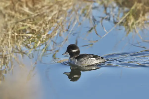 stock image Bufflehead (female) (bucephala albeola) swimming in a messy pond