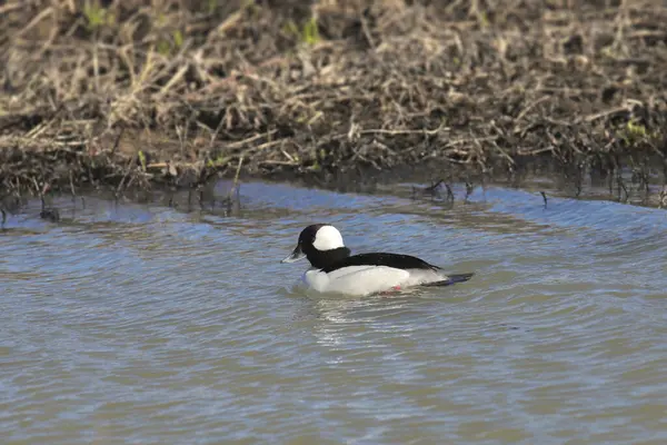 stock image Bufflehead (male) (bucephala albeola) swimming in a pond