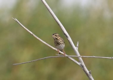 Küçük bir dala tünemiş Savannah Serçesi (geçmekte olan)
