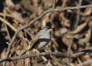 Beyaz taçlı serçe (zonotrichia leucophrys) dalların arasına tünemiş.