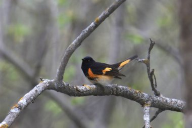 Bir ağaca tünemiş American Redstart (setophaga ruticilla)