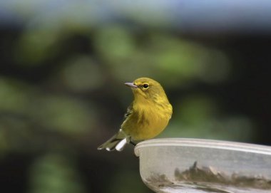 Pine Warbler (setophaga pinus) bir kuş yemliğine tünemiştir.