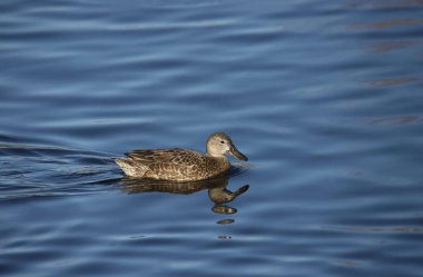 Cinnamon Teal (female) (anas cyanoptera) swimming in a pond