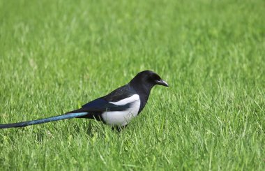 Siyah gagalı Magpie (pica hudsonia) kalın otlara tünemiş