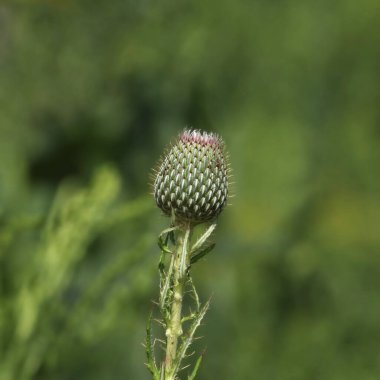 Single thistle blossom (cirsium vulgare) that hasn't opened yet clipart