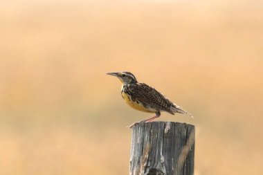 Batı Meadowlark (sturnella negleta) ahşap bir direğe tünemiştir.