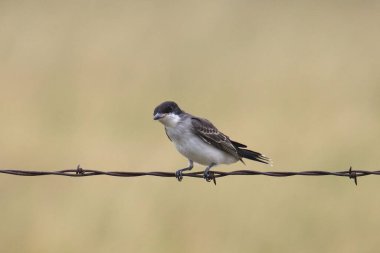 Doğu Kralkuşu (tyrannus tyrannus) dikenli tellerin üzerine tünedi.