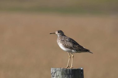 Upland Sandpiper (bartramia longicauda) ahşap direğe tünemiştir.