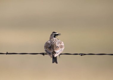 Horned Lark (eremophila alpestris) looking back from it's perch on a strand of barbed wire clipart