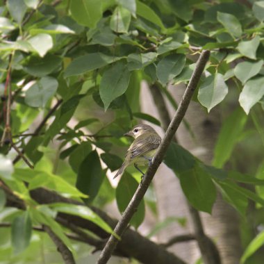 Warbling Vireon (vireo gilvus) perched high in a leafy tree clipart