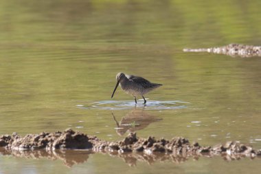 Uzun gagalı Dowitcher (üremeyen) (limnodromus scopopaceus) sığ sularda arama