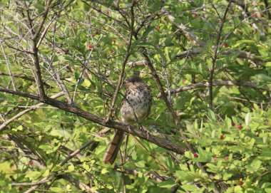 Yapraklı ağaçta tünemiş kahverengi Thrasher (toksoma rufum)