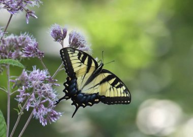 Tiger Swallowtail Butterfly (papilio rutulus) alighted on a purple flower clipart