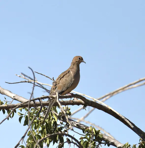 Mourning Dove (zenaida macroura) perched high in a tree