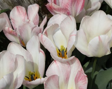 Pembe ve beyaz lalelerin yakın çekimleri. Pistil ve stamen açıkça görülüyor.