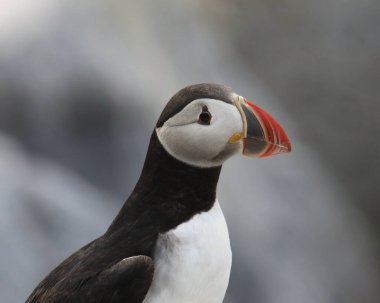 Atlantik martısının (fratercula arktika) yakın çekimi) 