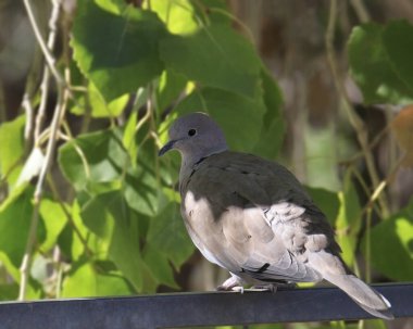 Avrasya Yakalı Güvercini (streptopelia decaocto) metal korkuluklardan geriye bakıyor