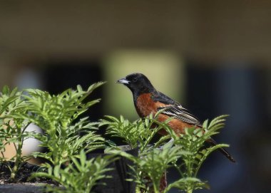 Orchard Oriole (erkek) (icterus spurius) bir kuş yemliğinin üzerine tünemiştir.