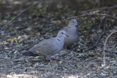 Yere tünemiş iki Avrasyalı güvercin (streptopelia decaocto)
