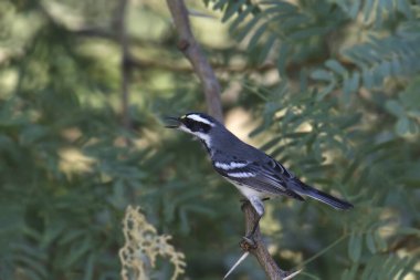 Siyah boğazlı Gri Warbler (erkek) (setophaga nigrescens) bir mesquite ağacına tünemiş gagasıyla